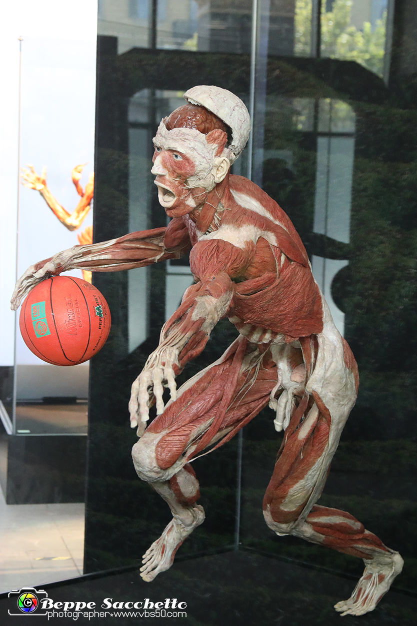 VBS_2936 - Mostra Body Worlds.jpg